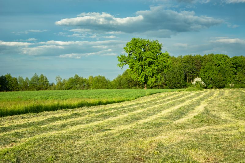Field Lines Replacement